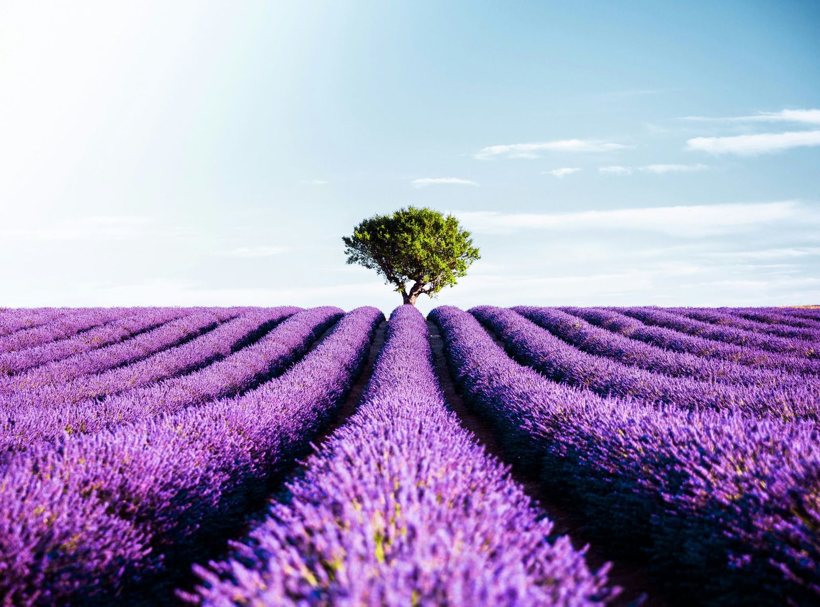 A lavender field in Provence